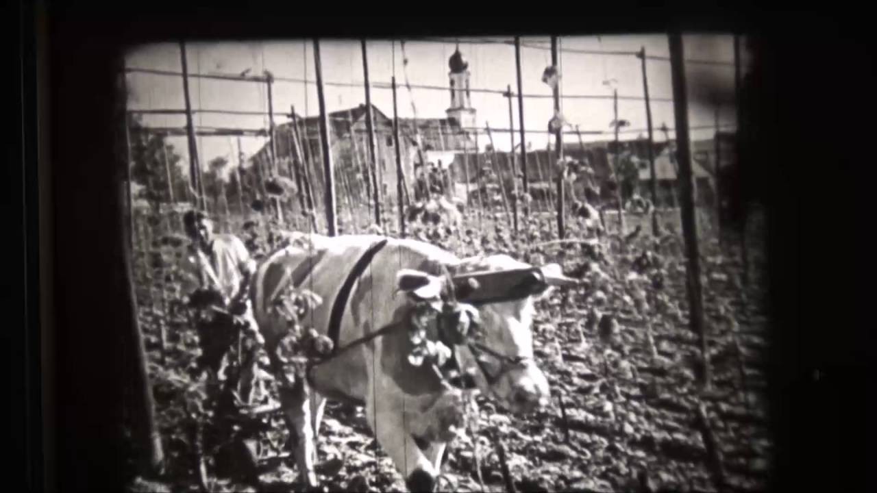 Hopfenanbau 1937, RfdU ,16mm, sw., Stummfilm