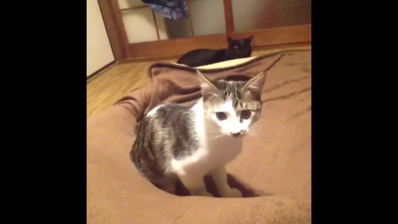 次ニャン坊チビ、我が家で一番のムードメーカー｜保護猫との思い出動画