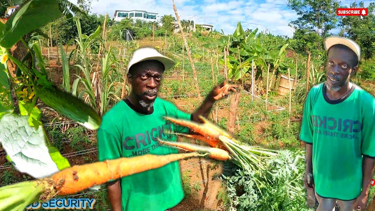 ST. ANN BIG FAMER DELLY  FROM FARMER'S HEIGHTS  BE INSPIRED AMAZING FARMING . 🇯🇲 