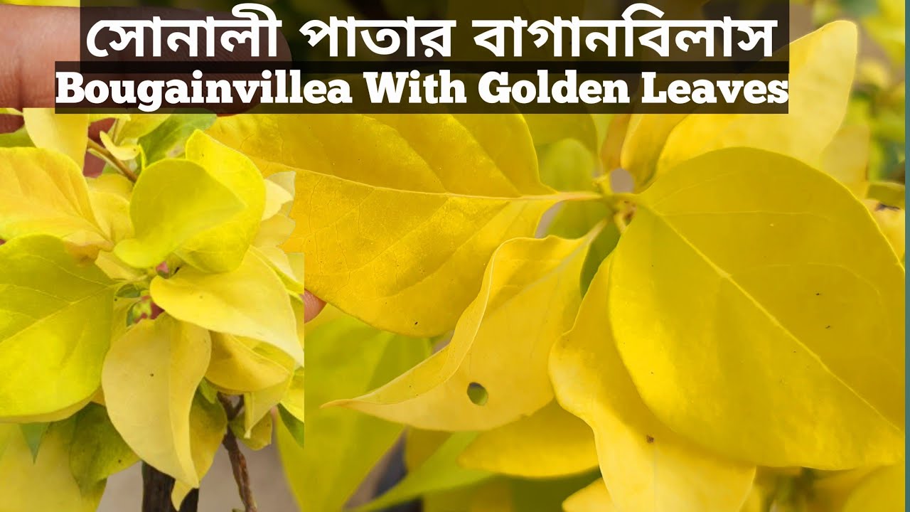 Bougainvillea With Golden Leaves.