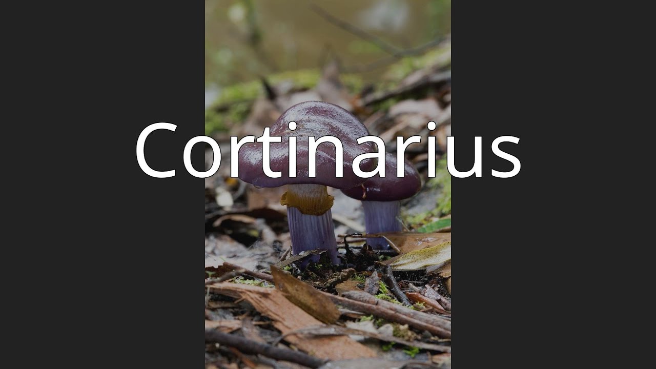 Cortinarius