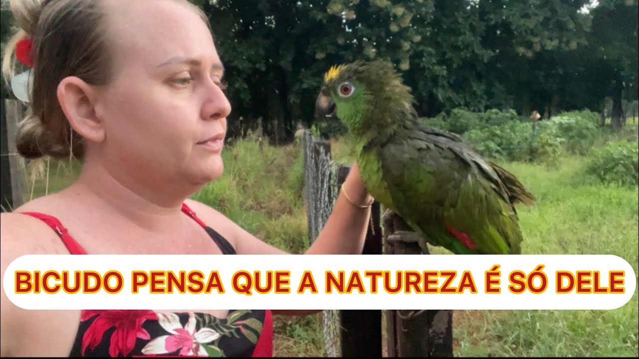 BICUDO N&Atilde;O DEIXA OUTROS PASSARINHOS NA &Aacute;RVORE