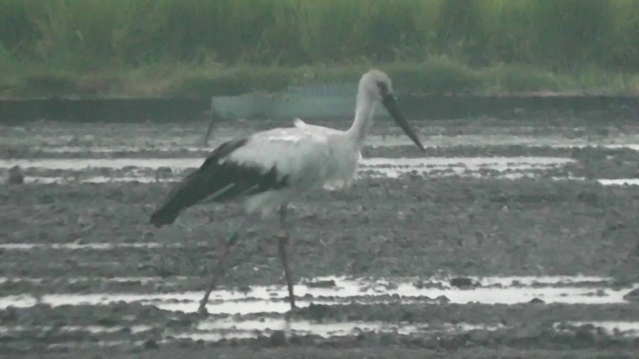 徳島県鳴門市大麻町 レンコン畑で食事中のコウノトリ J0480