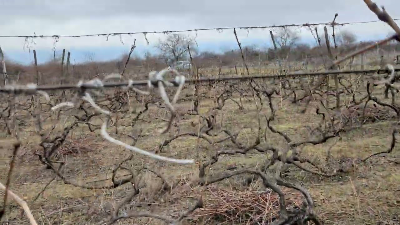 Viñedos en Kajetia, Georgia, podas y manejos