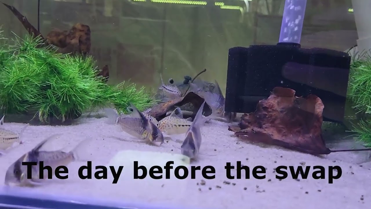 Swap meet preparations for a rare fish breeder