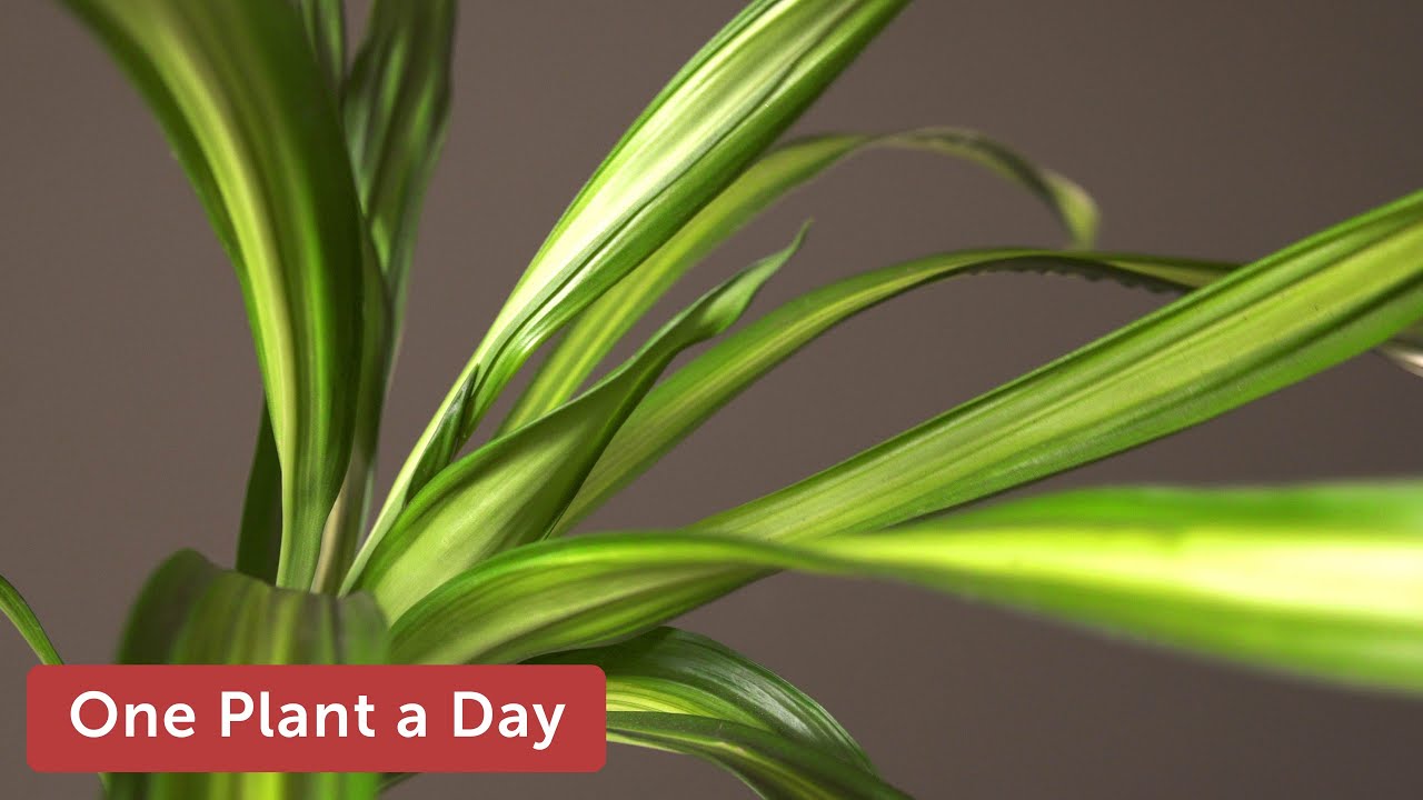 Dracaena fragrans 'Rikki' Houseplant Care — 241 of 365