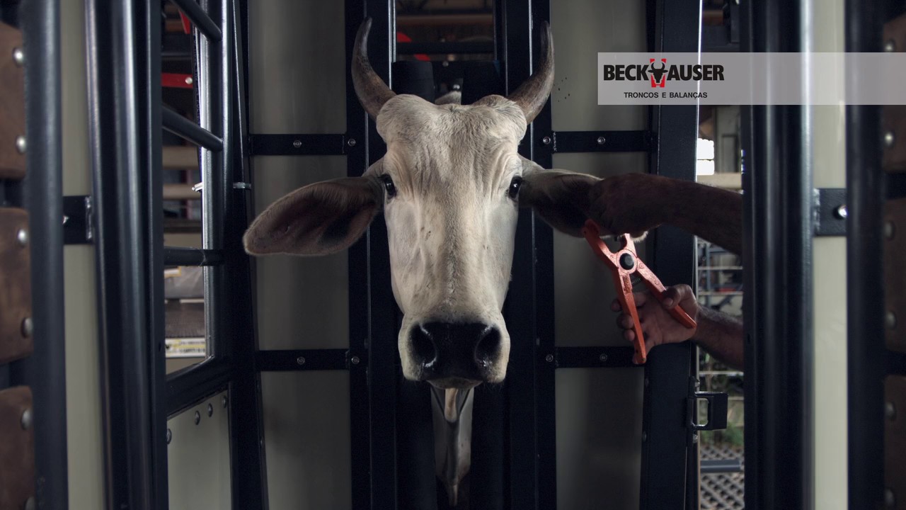 LINHA TOTAL FLEX BRETE VAZIEIRA