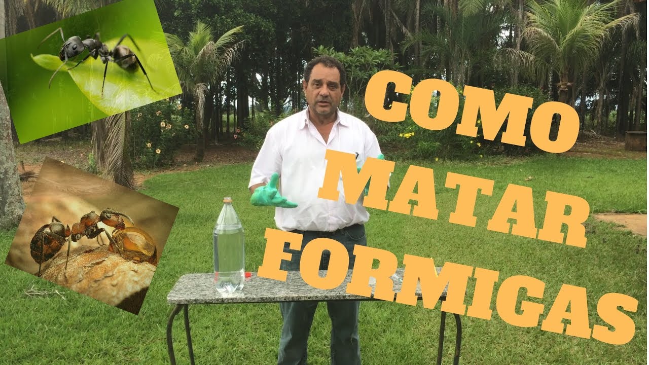 Como matar formigas aí no seu sítio