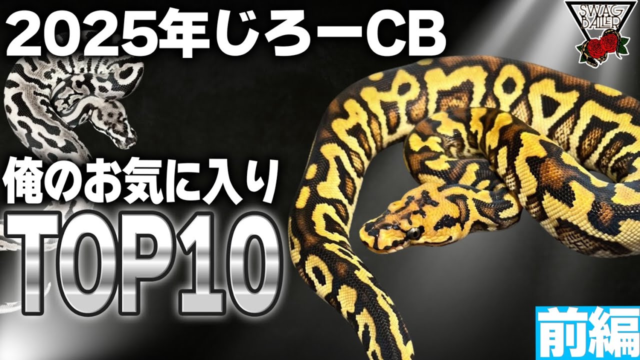 【ボールパイソン】テンションが上がった個体ランキング!!10位～6位【じろーCB】#ペット #動物 #爬虫類 #浜松市 #蛇 #飼育 #ブリード #ケージ #reptiles #ballpython