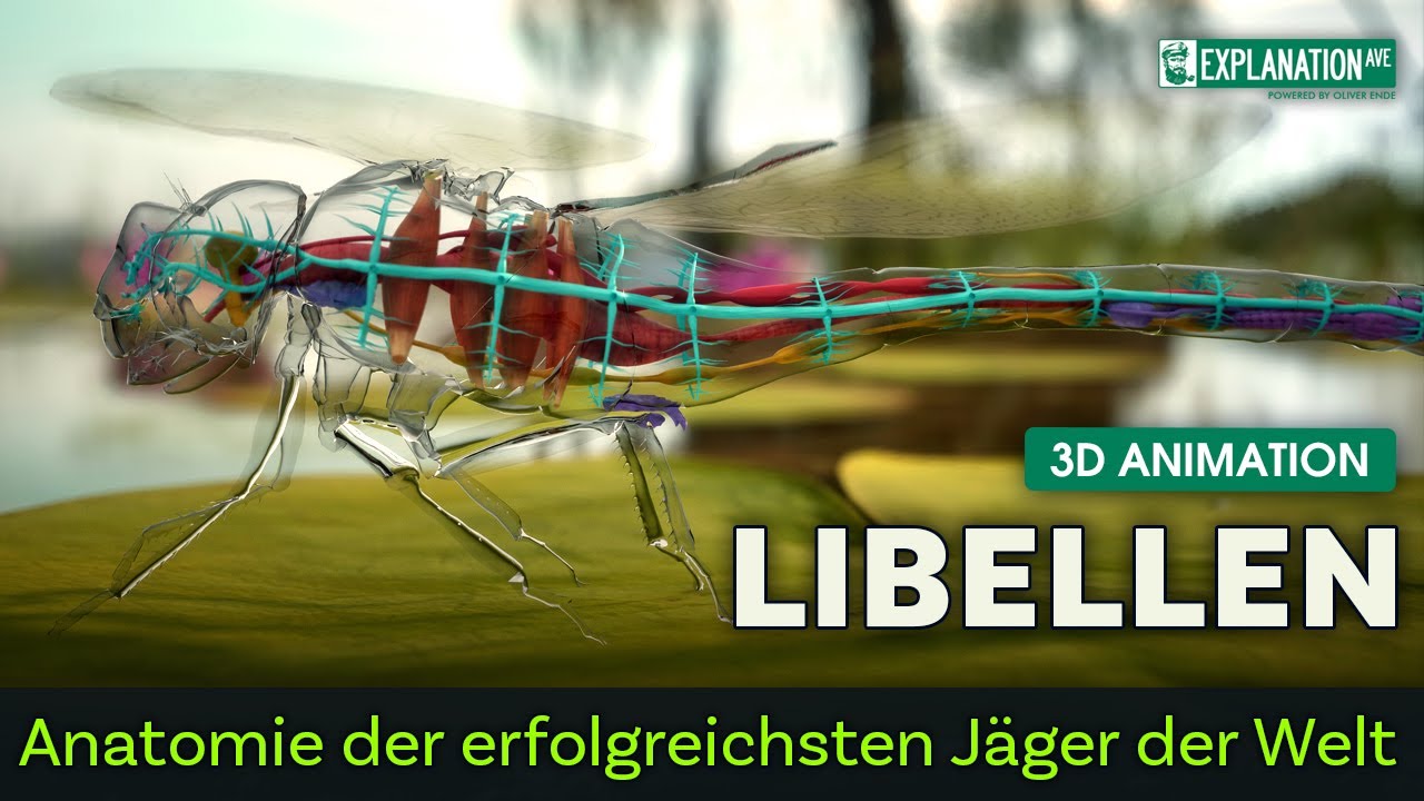 Libellen - Anatomie der erfolgreichsten Jäger der Welt -  3D Animation