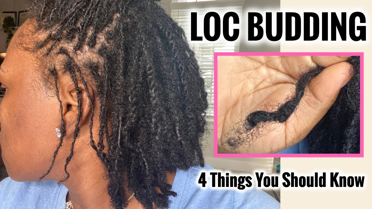 Things You Need To Know About Loc Budding. What is Loc Budding? How to Fix It? How To Stretch Them?