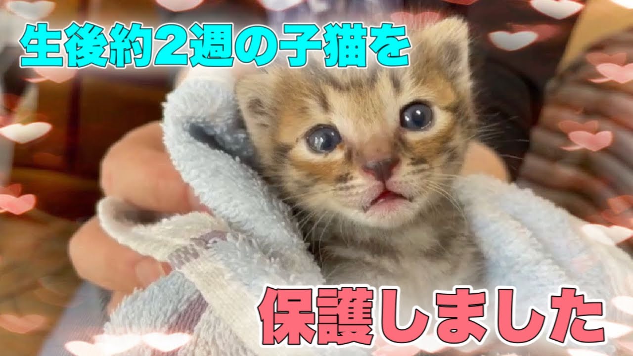 手のひらサイズ？生後約2週間の子猫を緊急レスキュー【We rescued a kitten】