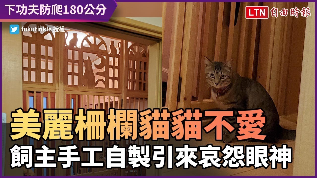 180公分高也能爬！自製廣受好評柵欄 貓貓一臉哀怨
