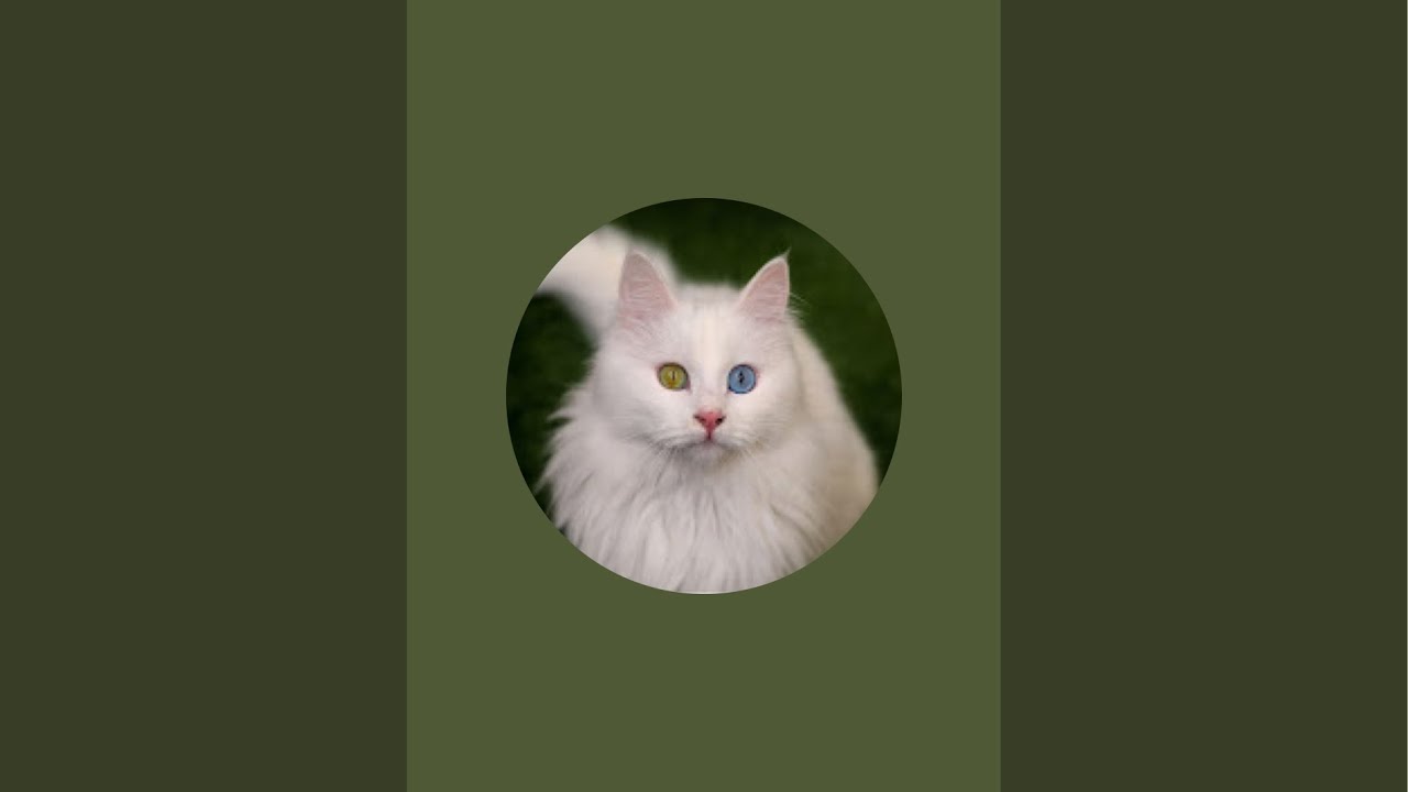 Basteln mit Coco überträgt einen Livestream.