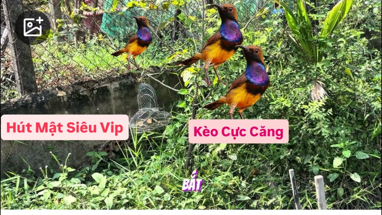 Bẫy Chim Hút Mật Gặp Kèo Hút Mật Siêu Vip