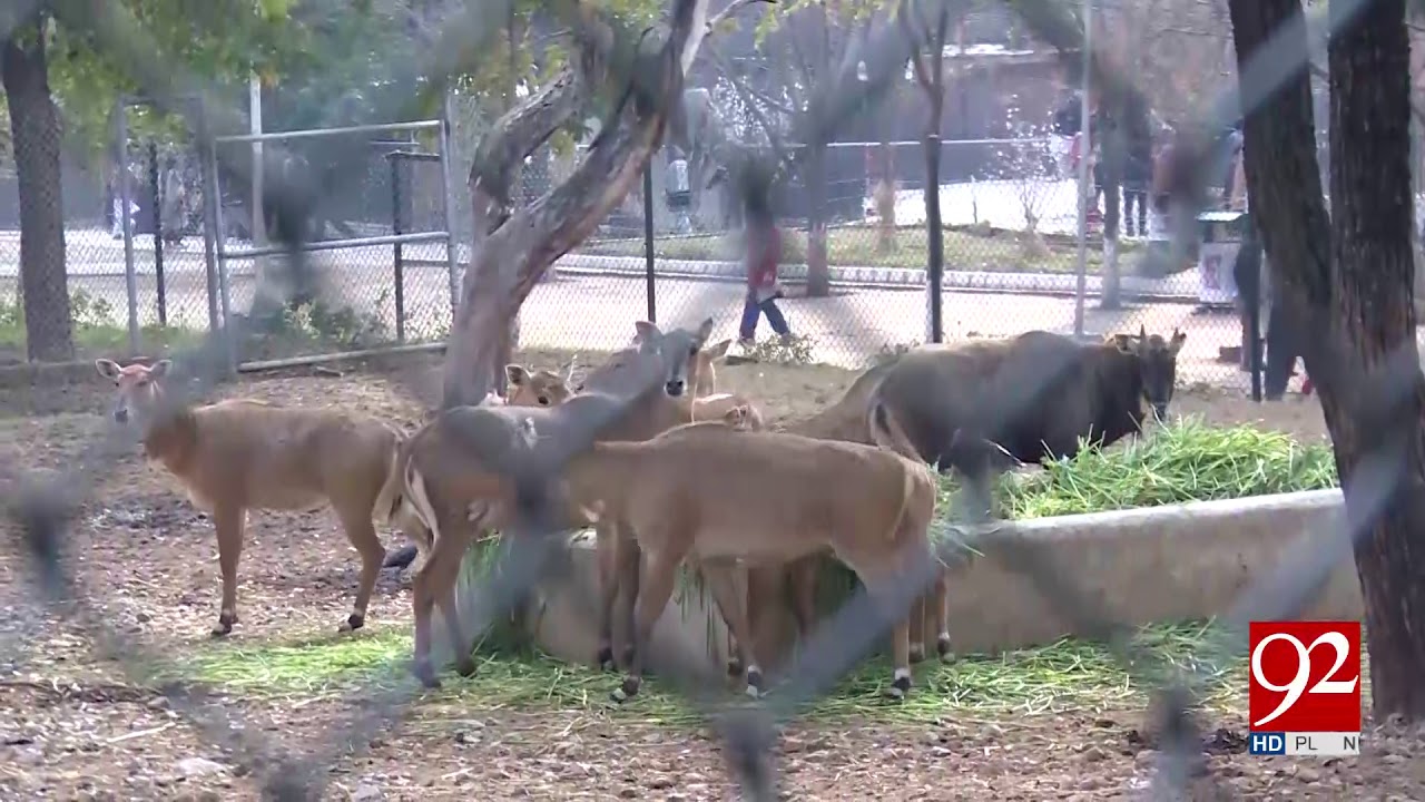 Dozens of animals, birds die in Islamabad Zoo due to lack of food | 28 March 2019 | 92NewsHD