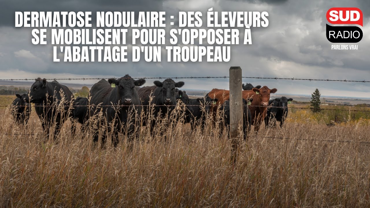 Dermatose bovine : des agriculteurs se mobilisent en Ariège contre l'abattage d'un troupeau