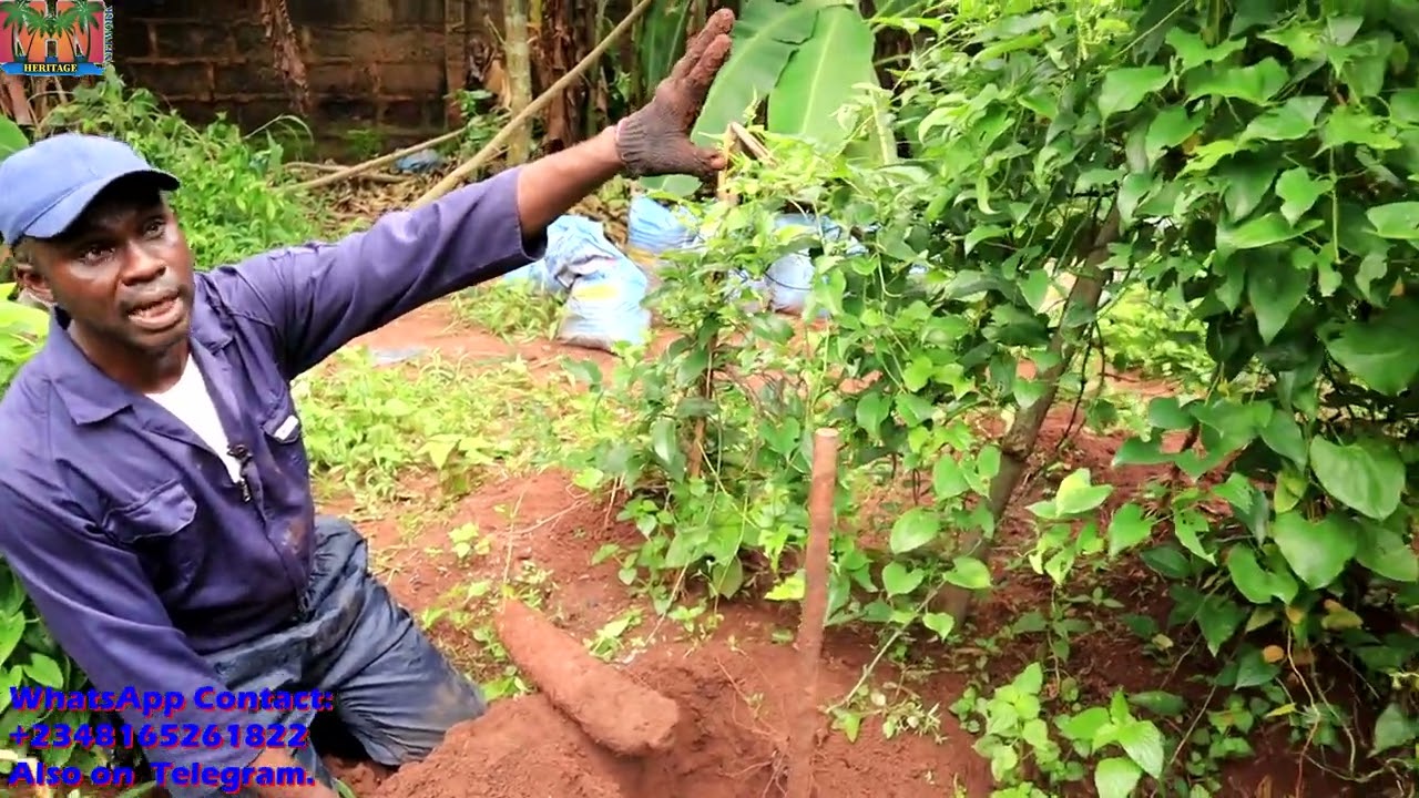 Commercial Yam Farming 6 months Update: Should I start harvesting NOW🤷‍♂️?|| Test Harvest!