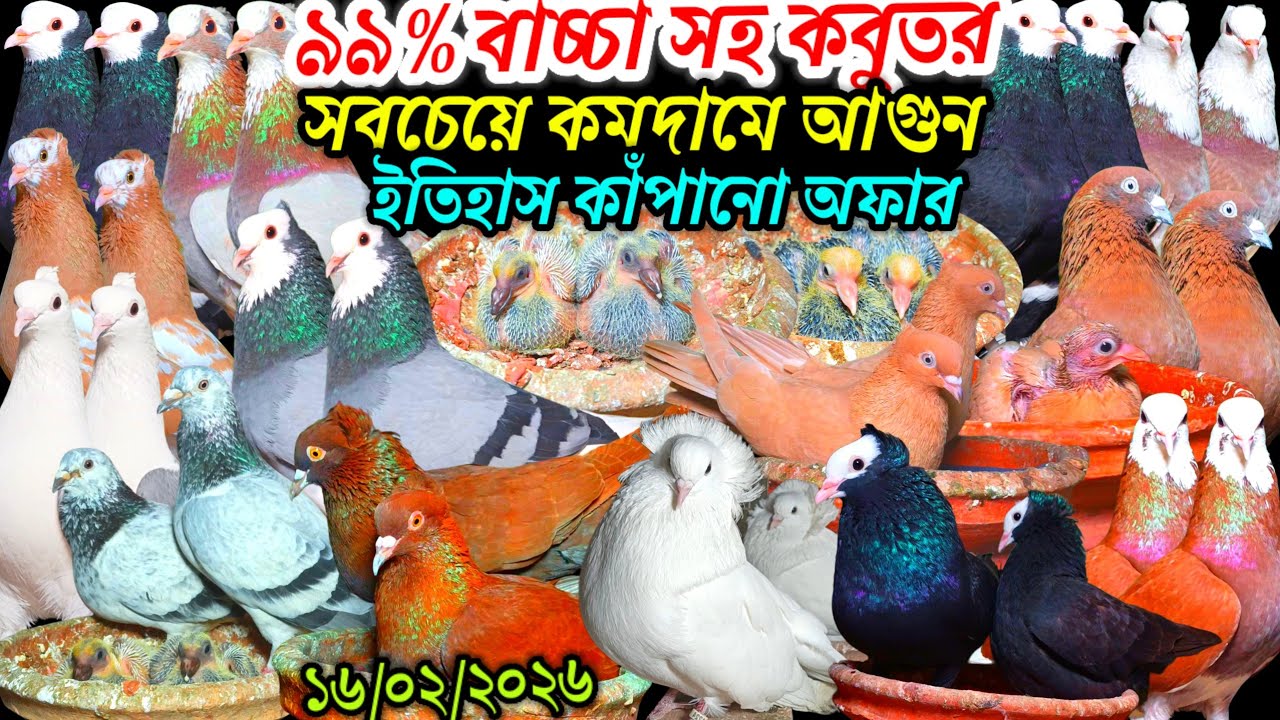 ৯৯% বাচ্চা সহ কবুতর সবচেয়ে কমদামে ইতিহাস কাঁপানো অফার আকর্ষণীয় কবুতর বিক্রি হবে খামার থেকে কবুতর