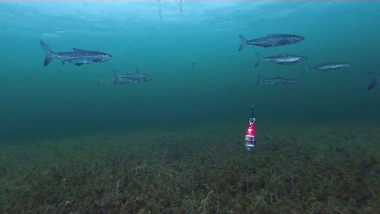 Ice Fishing for Whitefish with Mormyshka