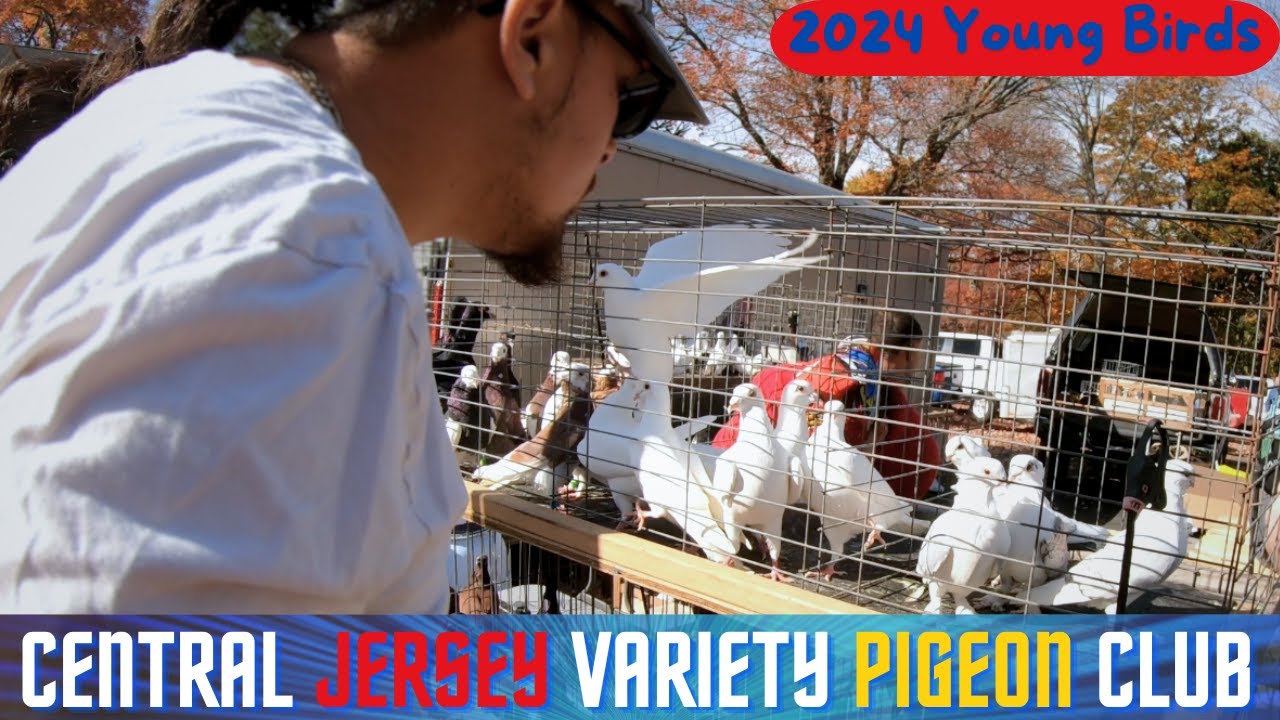 Central Jersey Variety YB PIGEON Show [2024]