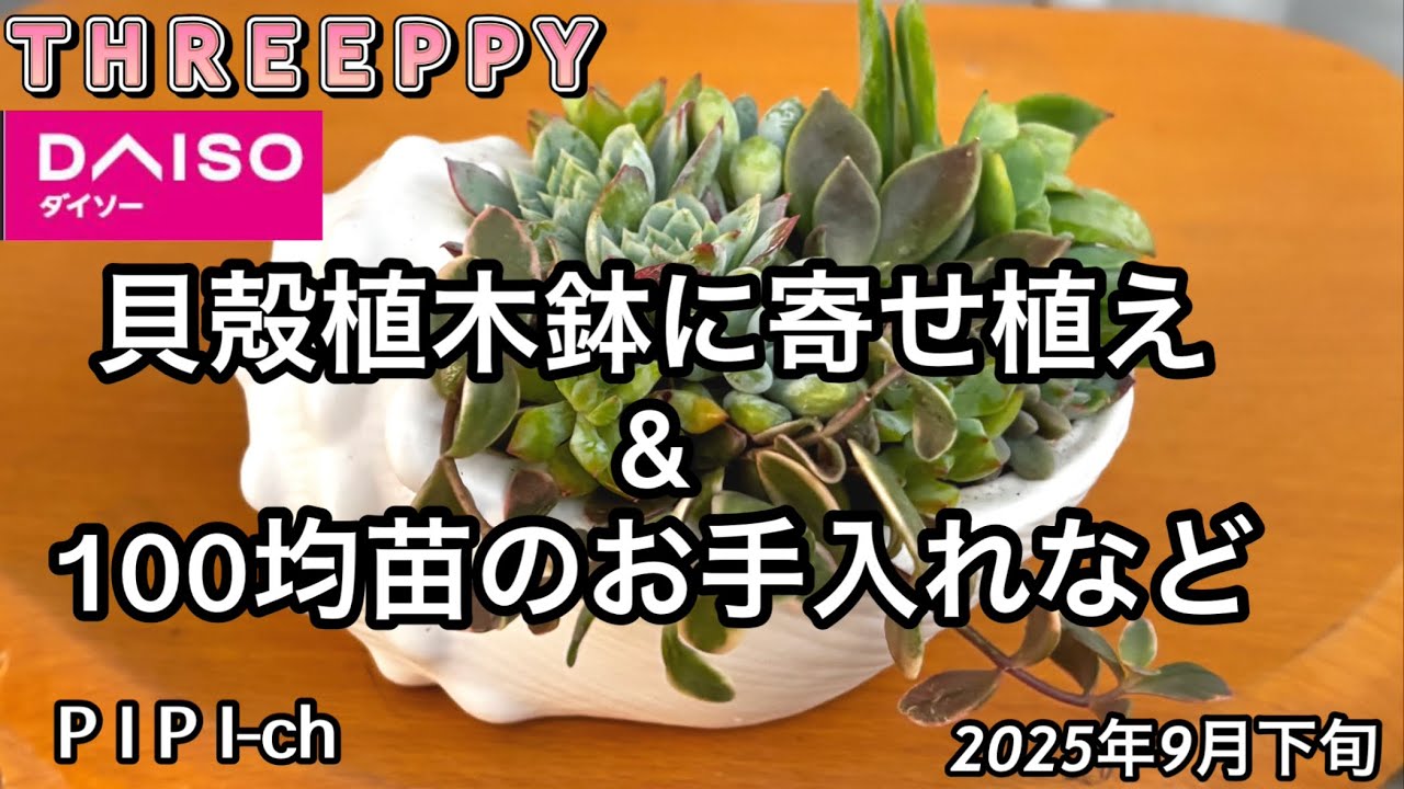Посадка суккулентов в горшки из ракушек TREEPPY и уход за саженцами из магазина по 100 иен [сукку...
