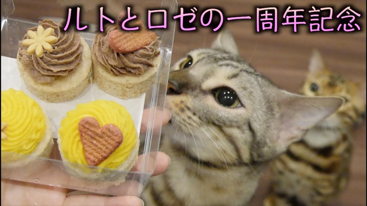 ルトとロゼがうちにきて一周年だからケーキをあげたよ！！