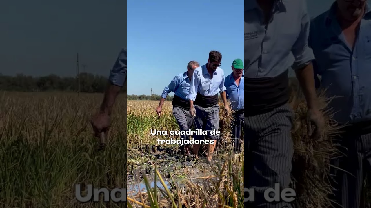 Sega de arroz en Catarroja