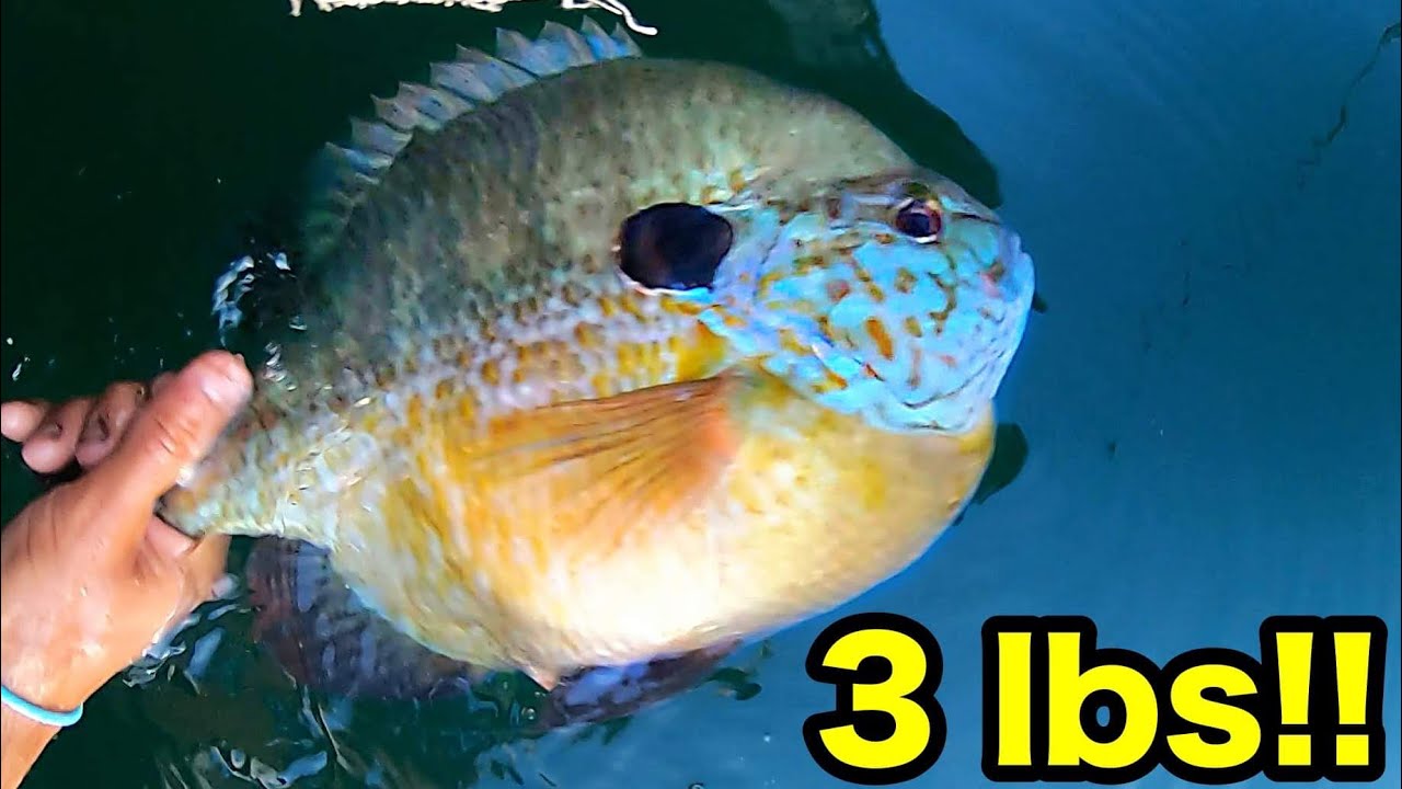 FISHING FOR 3 POUND BLUEGILL!!! (UNBELIEVABLE)