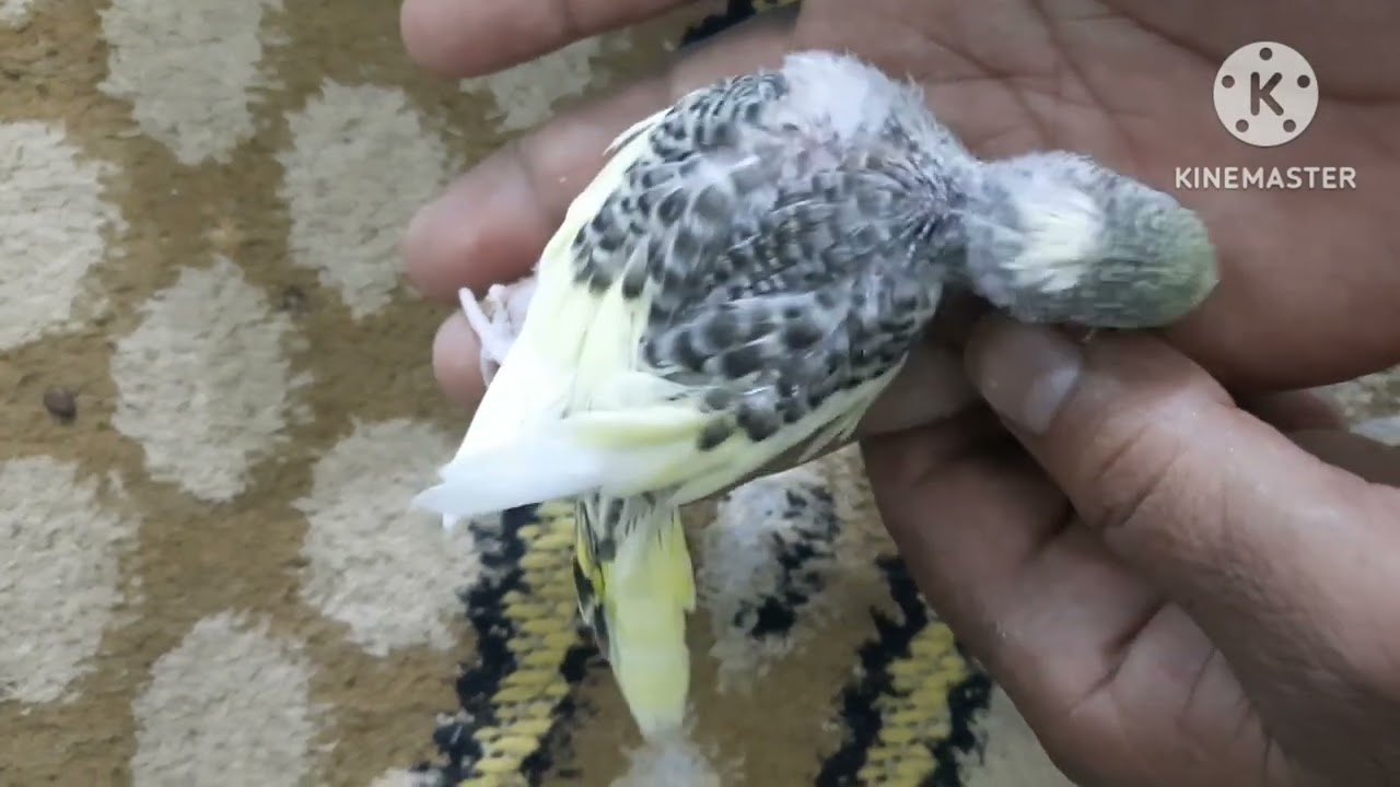 العمر المناسب لفطم الافراخ البادجي