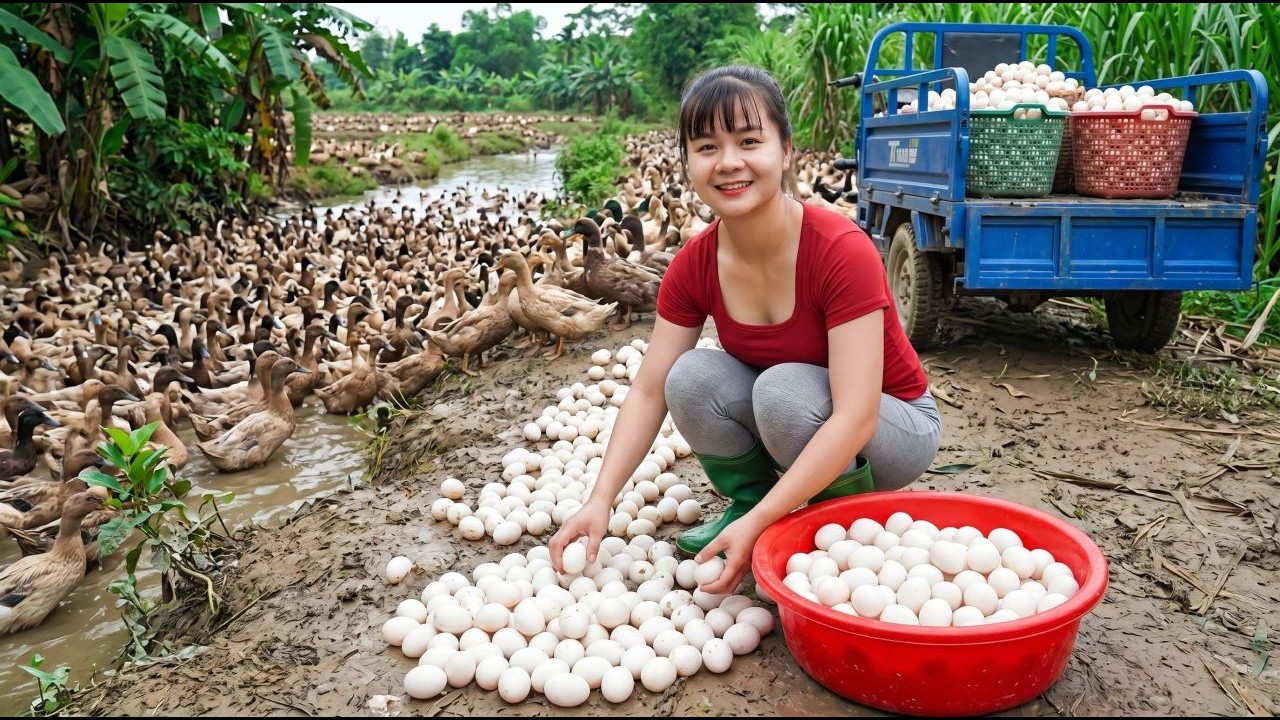 Harvesting Thousands Of Duck Eggs | 3-Wheel Truck Overflowing To Village Market