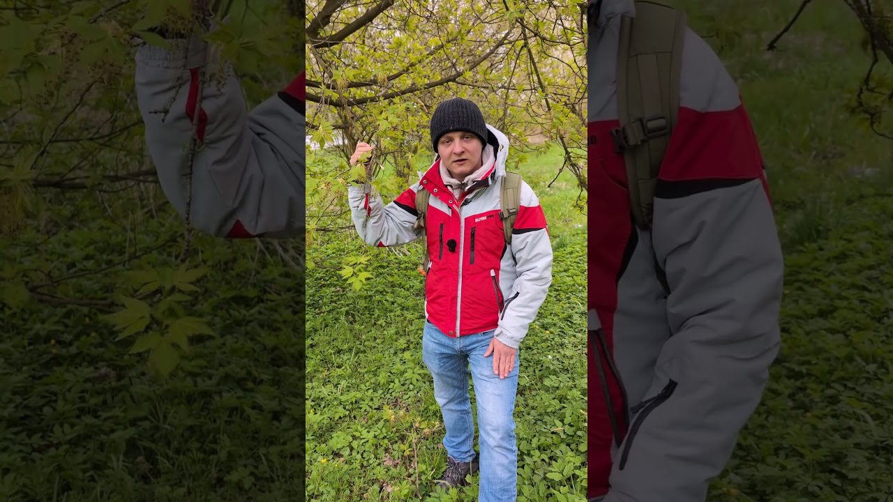 Klon zwyczajny (Acer platanoides) i jesionolistny (Acer negundo) - jadalne kwiaty #natura #zioła