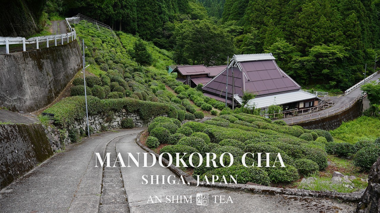 Mandokoro Cha by AN SHIM TEA