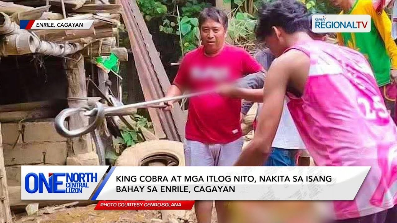 One North Central Luzon: King cobra at mga itlog nito, nakita sa isang bahay sa Enrile, Cagayan