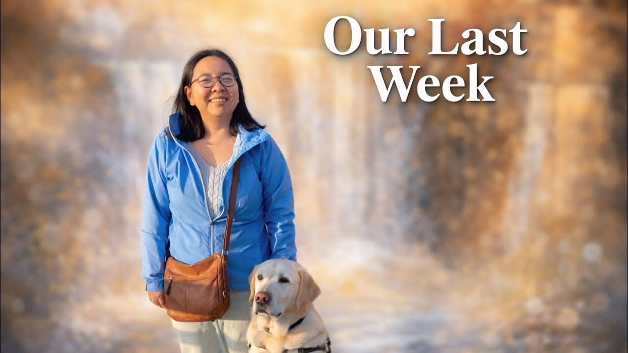 Guide Dog Retirement: Our Last Week Together