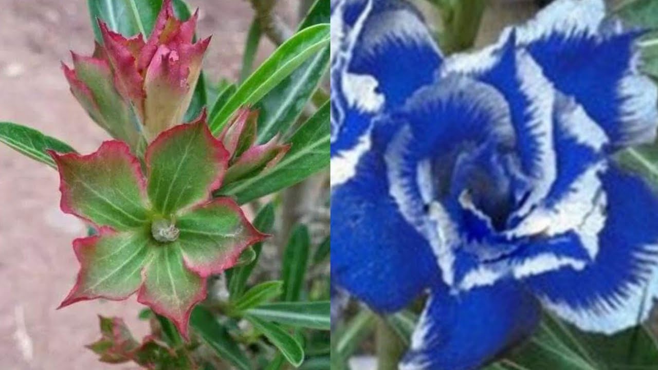 Rosa do deserto da flor azul e verde existe ou não??