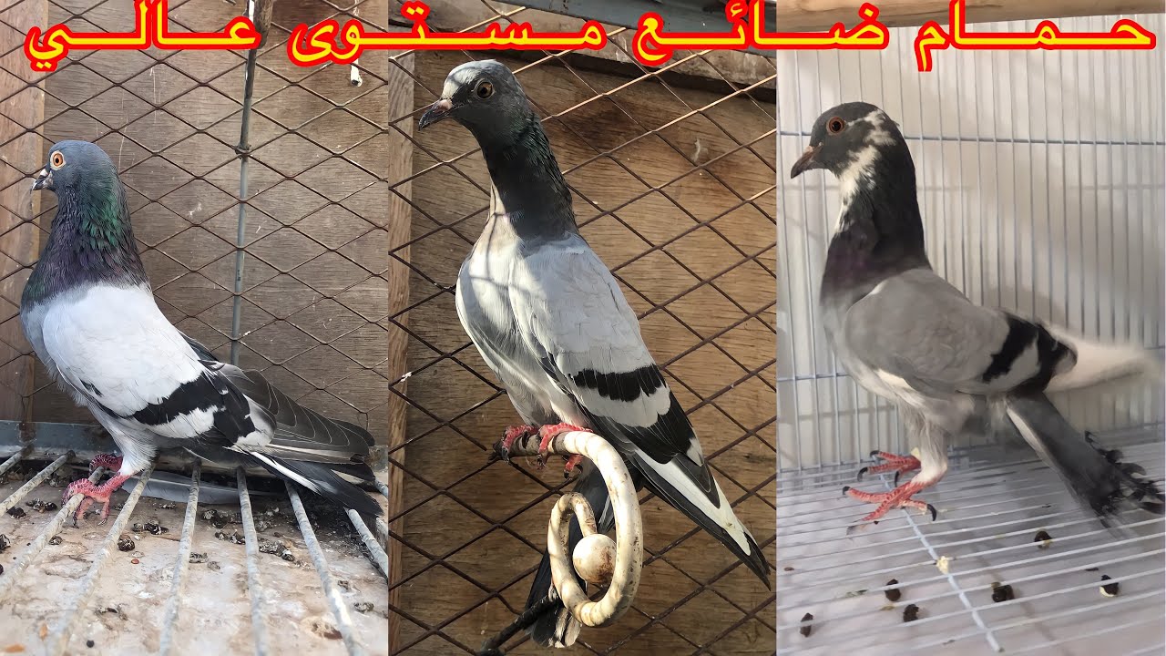 البدعي سليماني /رمادي مول سيوف/رمادي اعوج المنقار #حمام_ضائع ✊#إذا_تغيرت_أفكار_تغيرت_أعمال☘️