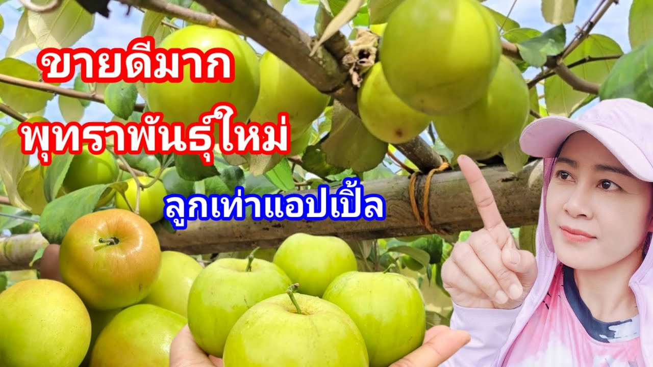 ขายดีมาก!! พุทราพันธุ์ใหม่ หวานกรอบลูกใหญ่ ผลดก 30-50โลต่อต้น ปลูกก่อนรวยก่อน