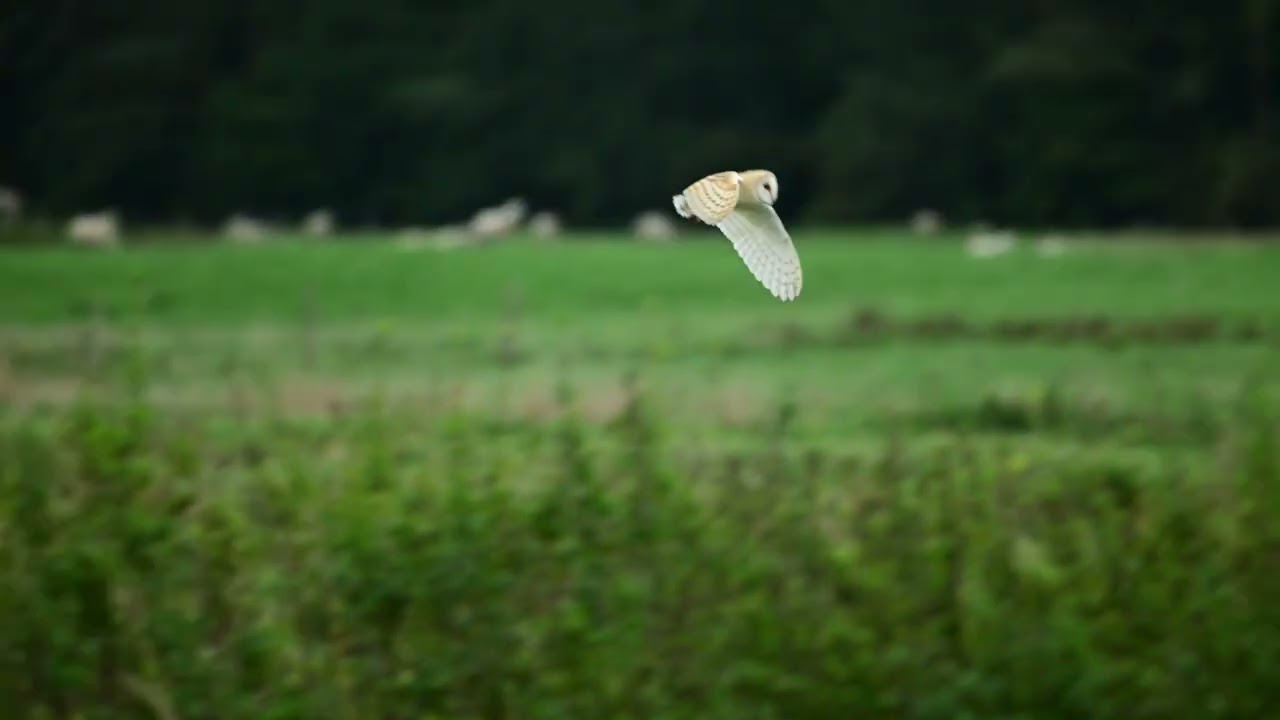Lakenheath and The Brecks