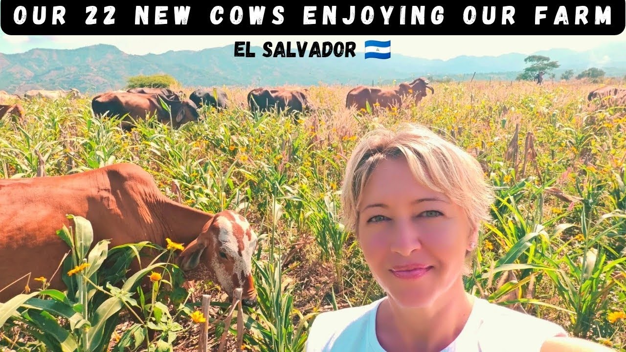 Our New 22 Cows, Enjoying Our Farm Land in El Salvador. 