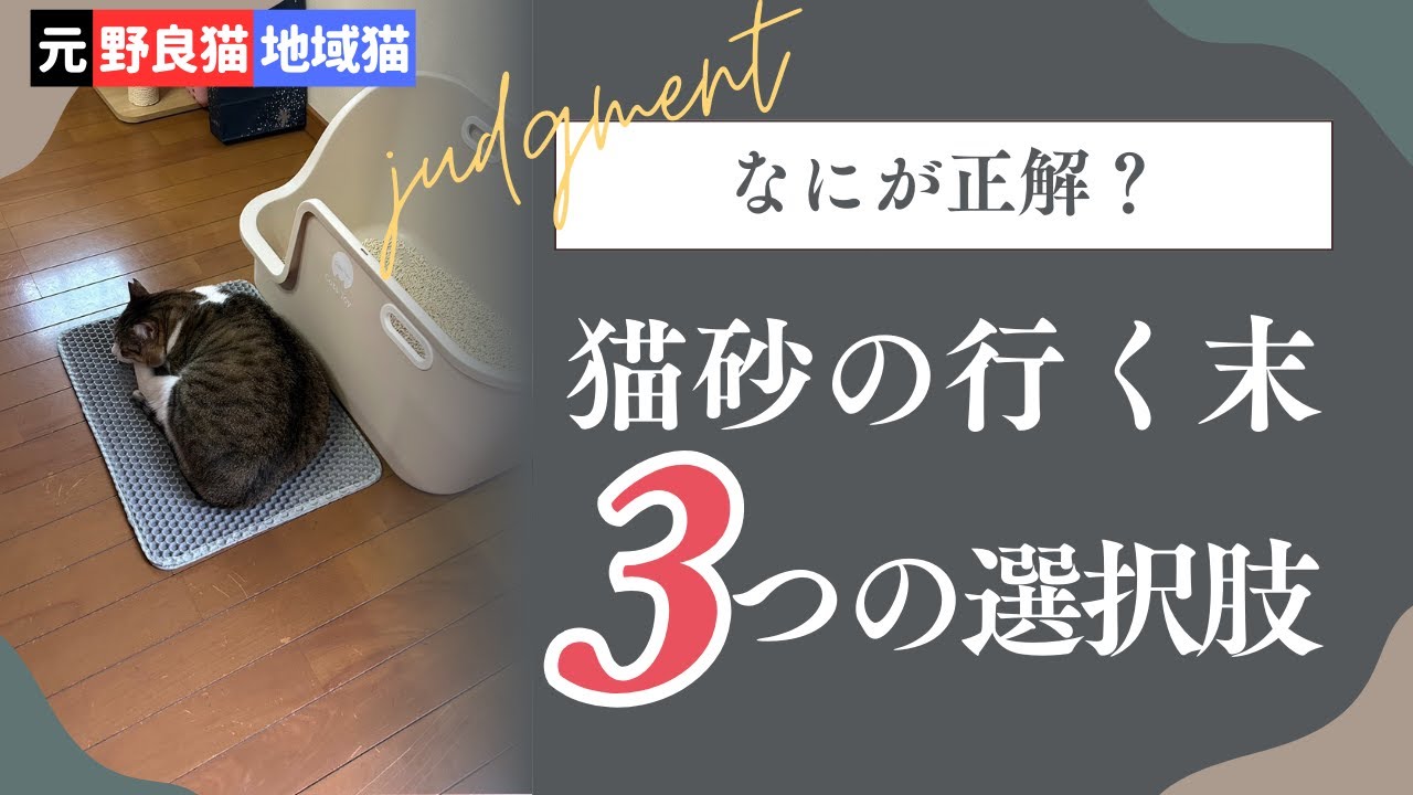 何が正解？猫砂の行く末：元野良猫／地域猫