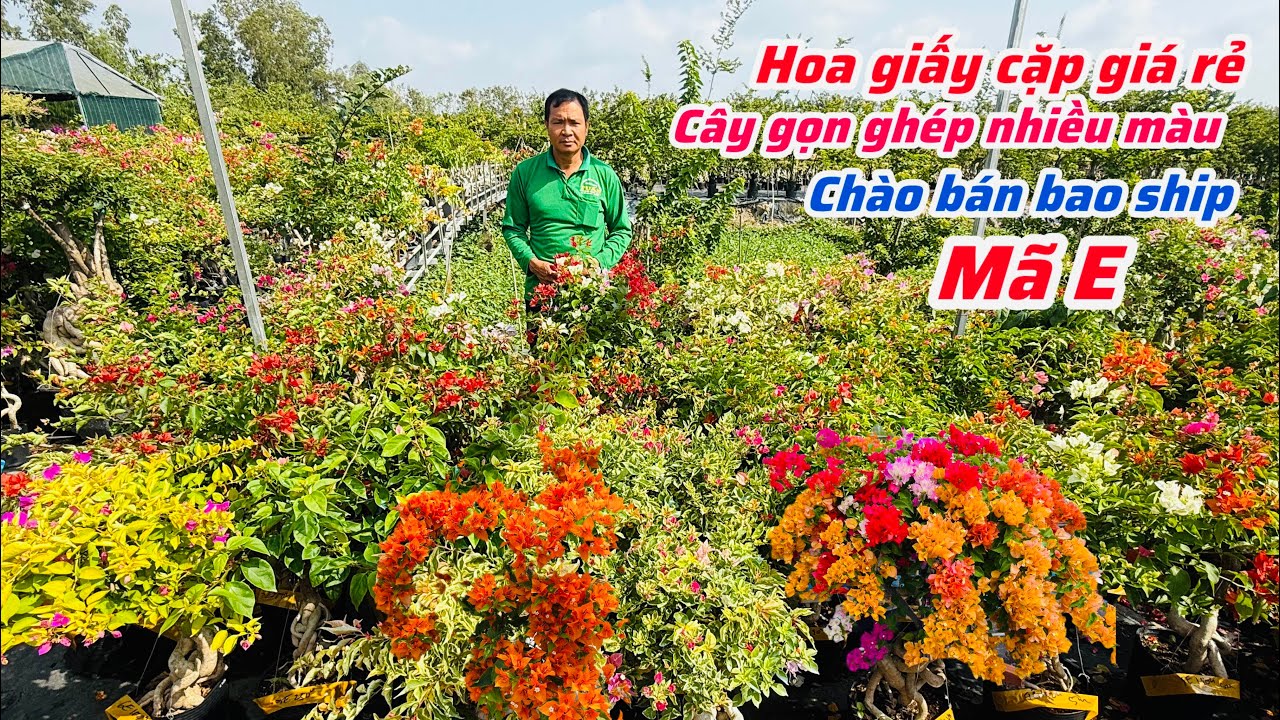 Hoa giấy cặp ghép nhiều màu cây gọn giá rẻ bao ship..14/01😘📲 0334.497.872.Phước-Tài 
