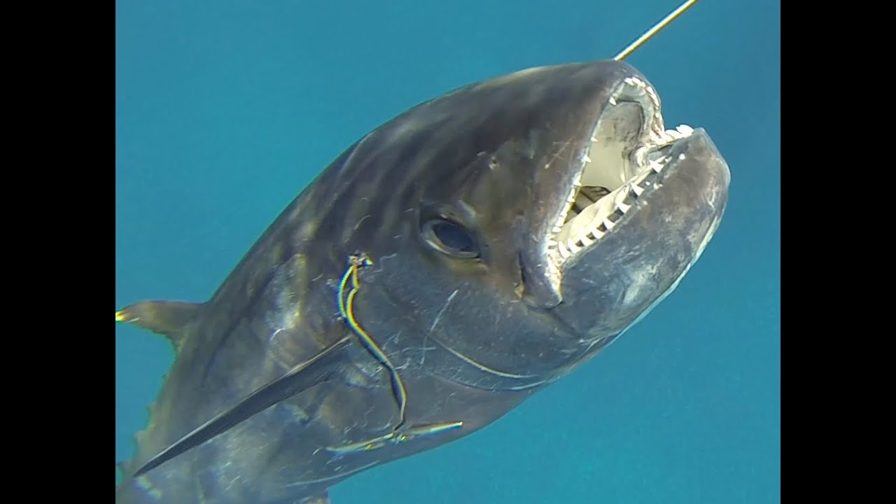 Spearfishing East Africa