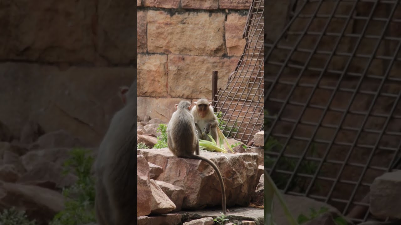Monkeys Sharing Food...