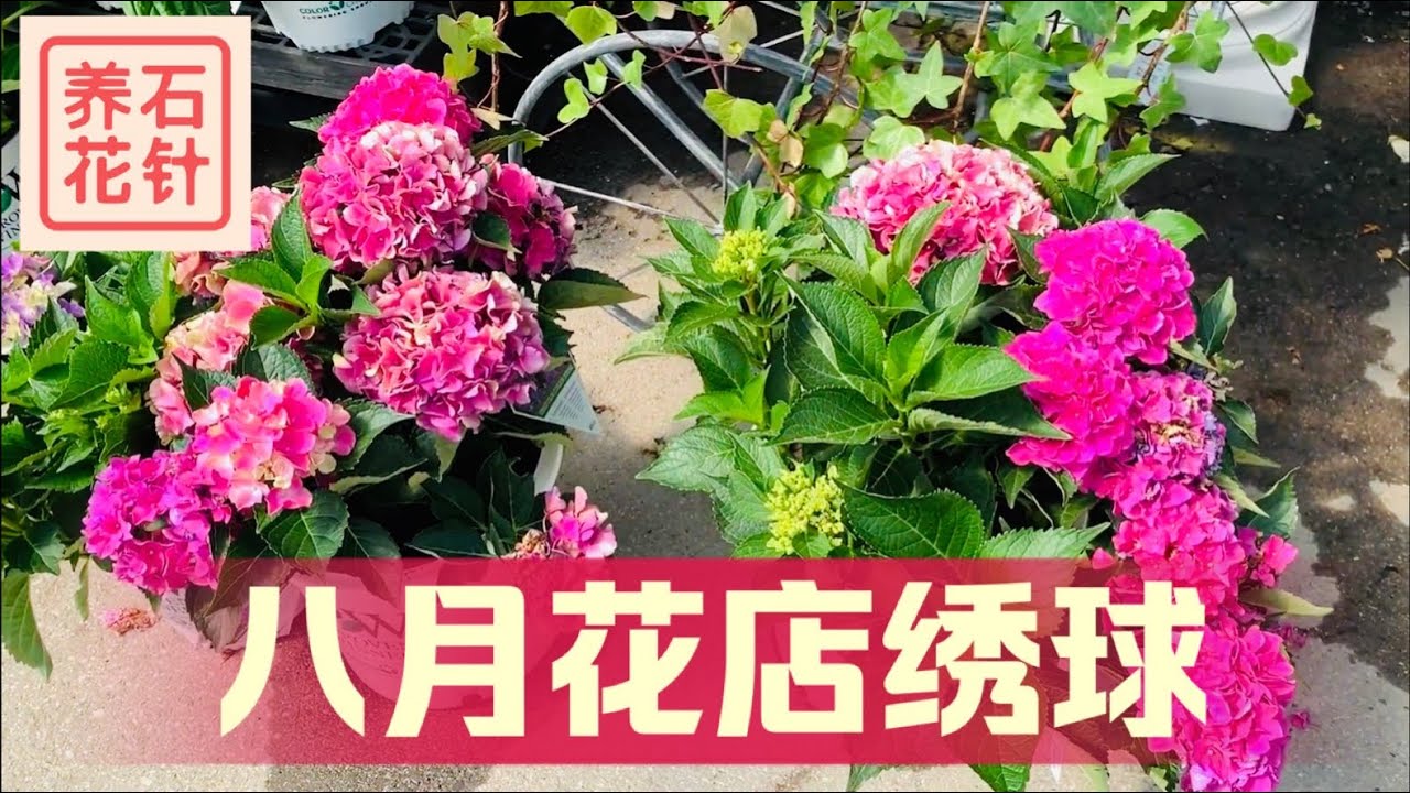 八月专业花店的绣球花 - 多个品种，开花参差不齐（特别注意无尽夏的状态）