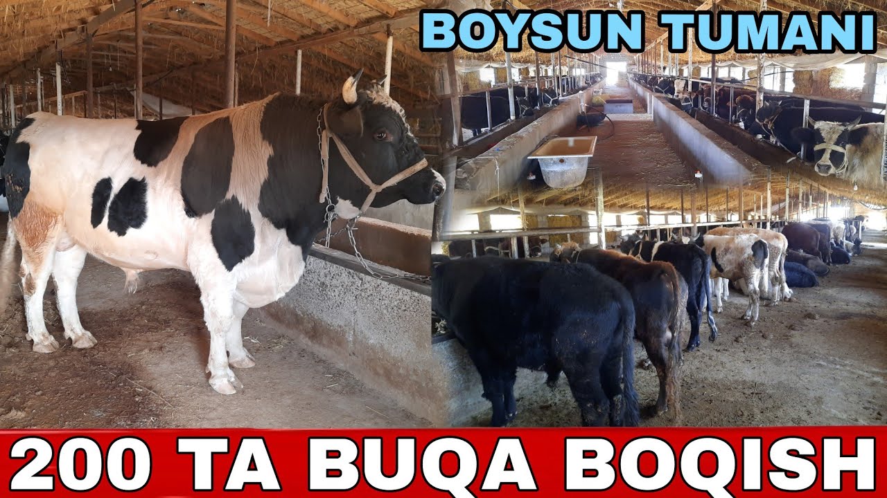 200 TA HO'KKIZ BOQILAYOTGA KATTA FERMA BOYSUN TUMANI