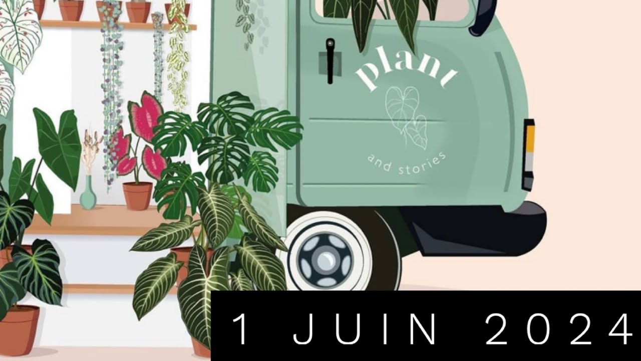 PLANTANDSTORIES LE AVANT/APRÈS DE TOUTES MES COMMANDES 😍💚💚💚