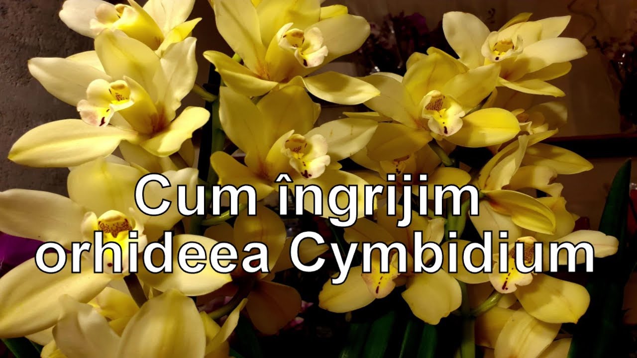 Cum ingrijim orhideea Cymbidium