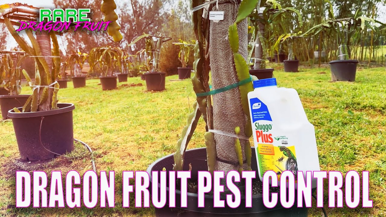 SLUGS and SNAILS are ATTACKING my DRAGON FRUIT / I FIGHT BACK WITH SLUGGO PLUS / HOW to APPLY
