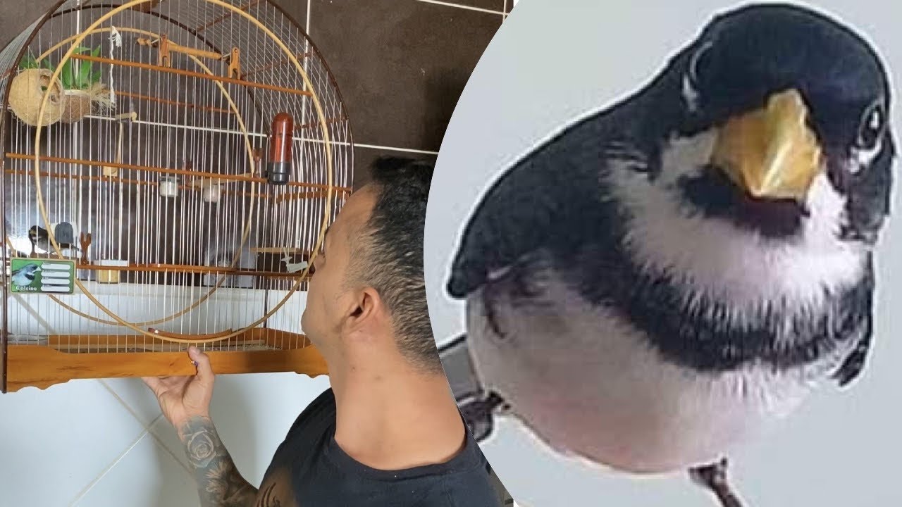 CURIOSIDADES DO COLEIRO TUÍ TUÍ ZEL ZEL VEJA ESTÁ PERFEIÇÃO